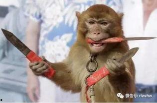 娱乐吃瓜君耍猴版,揭秘耍猴版背后的趣味与真相
