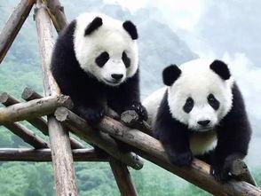 娱乐吃瓜大熊猫视频大全,萌态百出，欢乐无限