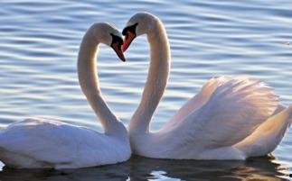 天鹅娱乐资讯吃瓜视频,揭秘吃瓜视频背后的热点事件