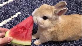 娱乐吃瓜酱兔子视频,揭秘娱乐圈幕后故事