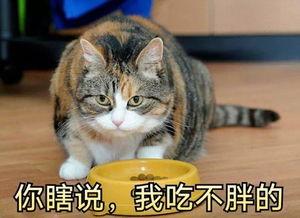 猫猫在无限流签到吃瓜免费,无限流世界里的悠闲生活