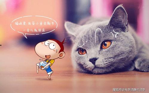 猫猫在无限流签到吃瓜免费,无限流世界里的悠闲生活