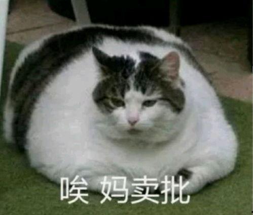 娱乐圈猫猫吃瓜小说,猫猫吃瓜，揭秘明星背后的秘密