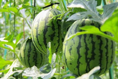 网红吃瓜群众黄料,揭秘娱乐圈幕后真相