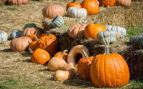 网红吃瓜群众黄料,揭秘娱乐圈幕后真相