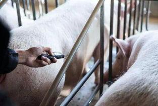 猪配猪视频在线观看,猪配猪视频在线观看，萌态百出