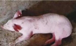 猪配猪视频在线观看,猪配猪视频在线观看，萌态百出