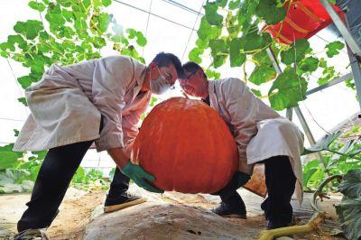 兰州新瓜最新爆料,揭秘瓜城最新热点事件