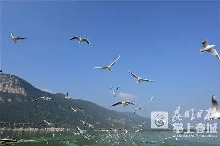 昆明海豚湾爆料案件最新,揭开背后惊人真相