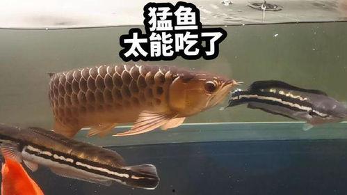 娱乐吃瓜酱养鱼,揭秘网红养鱼背后的趣味生活