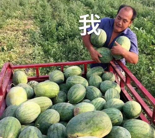 娱乐圈吃瓜的瓜,揭秘明星背后的故事与争议