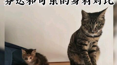 娱乐吃瓜酱小奶猫,揭秘娱乐圈那些不为人知的幕后故事