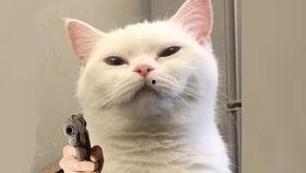 使命召唤爆料最新小白