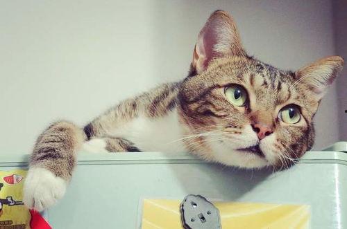 娱乐吃瓜酱和猫,揭秘娱乐圈的萌宠日常