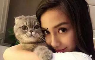 娱乐吃瓜酱和猫,揭秘娱乐圈的萌宠日常